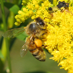 Famille Apidae: Apis mellifera (Abeille domestique) - avec une punaise embusquée (famille Phymatidae, Ordre Heteroptera)